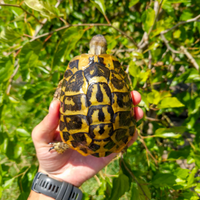 Tartaruga di terra maschio