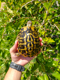 Tartaruga di terra maschio