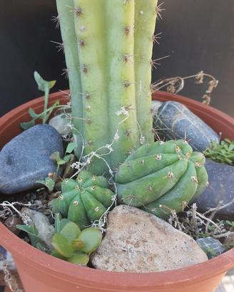 Cactus Piante Grasse - Trichocereus Pachanoi
