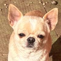 Chihuahua maschio pelo corto