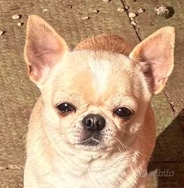 Chihuahua maschio pelo corto