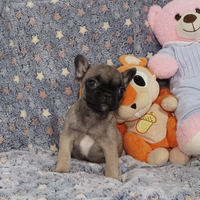 Cucciola bulldog francese