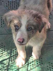 cuccioli di border collie con pedigree 