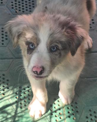 cuccioli di border collie con pedigree 