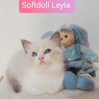 Cucciola Ragdoll bicolor