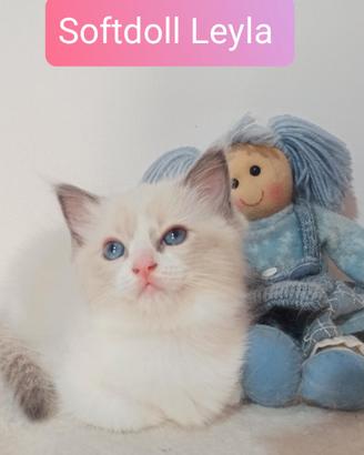 Cucciola Ragdoll bicolor