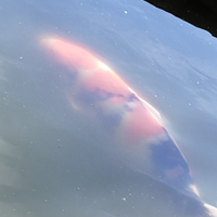 Carpa koi