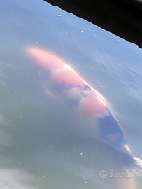 Carpa koi