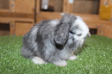 Coniglio nano ariete e minilop