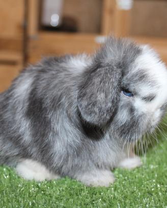 Coniglio nano ariete e minilop