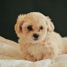 maltipoo toy