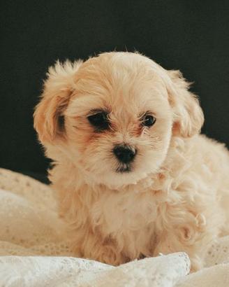 maltipoo toy