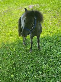 Mini pony olandese