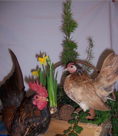 Serama olandesi padovane cemani