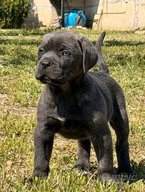 Cucciole grigie cane corso