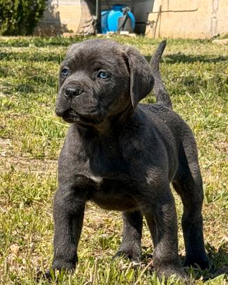 Cucciole grigie cane corso