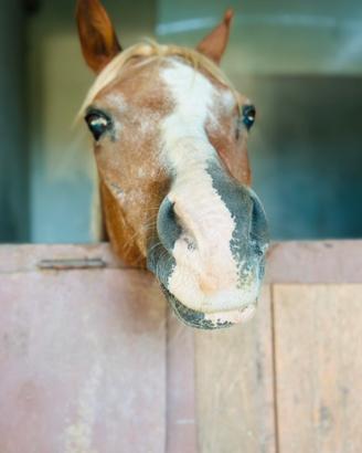 Pony