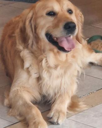 Golden retriever