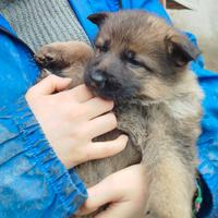 Cuccioli Pastore Tedesco