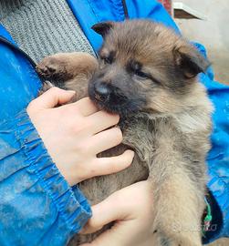 Cuccioli Pastore Tedesco