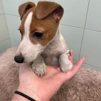 Cuccioli di Jack Russell