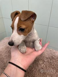 Cuccioli di Jack Russell