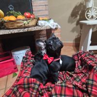Bulldog francese black tam ultimo