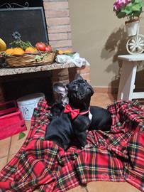 Bulldog francese black tam ultimo