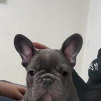 Ultimi cuccioli di bulldog francese