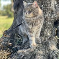 Gatto Siberiano per monta
