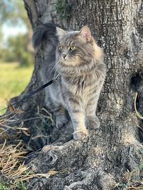 Gatto Siberiano per monta