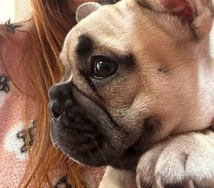 Bulldog francese