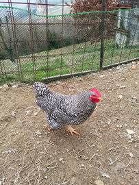 Galli Amrock di quasi 7 mesi