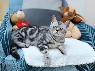 Gattino British shorthair scottish