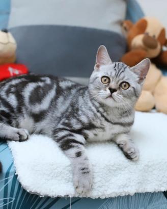 Gattino British shorthair scottish