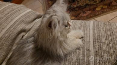 Gattina persiano
