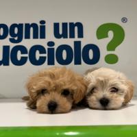 Maltipoo " mini toy " vari manti disponibili