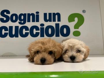 Maltipoo " mini toy " vari manti disponibili
