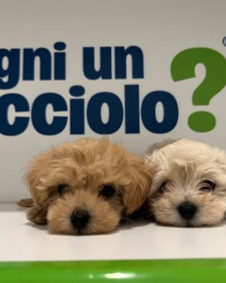 Maltipoo " mini toy " vari manti disponibili