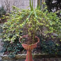 Arbusti Abelia grandiflora