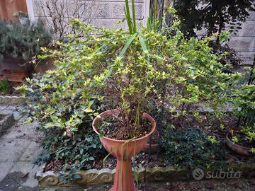 Arbusti Abelia grandiflora