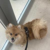 Cucciolo di Pomerania volpino