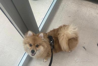 Cucciolo di Pomerania volpino