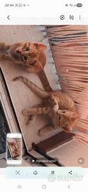 Gattini