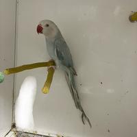 Pappagalli parrocchetto dal collare femmina uccell