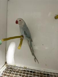 Pappagalli parrocchetto dal collare femmina uccell