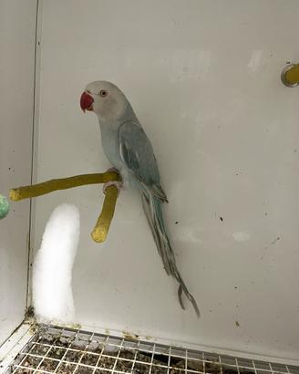 Pappagalli parrocchetto dal collare femmina uccell