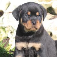 Rottweiler cucciola femmina