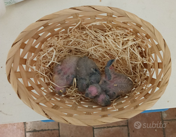 Parrocchetto barrato (bolborinchus lineola)