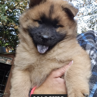 Cucciolo eurasier maschio
